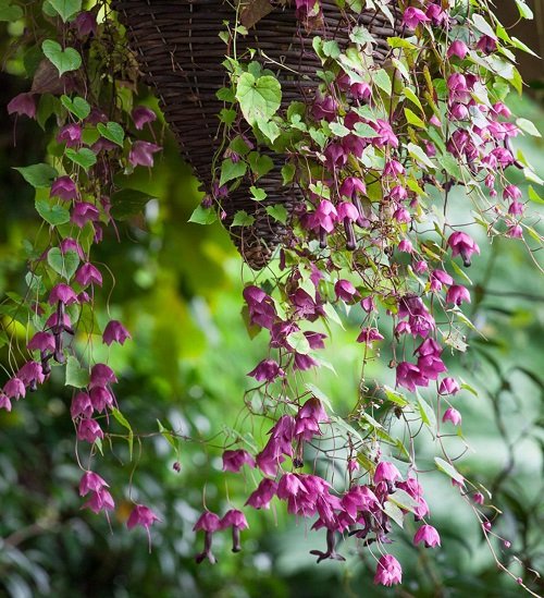 Best Trailing Perennials for Hanging Baskets and Plant Arrangements 24