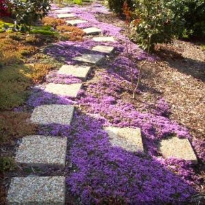 15 Creeping Thyme Lawn Ideas | Balcony Garden Web