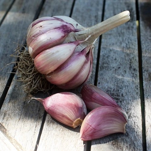 Types of Garlic 4