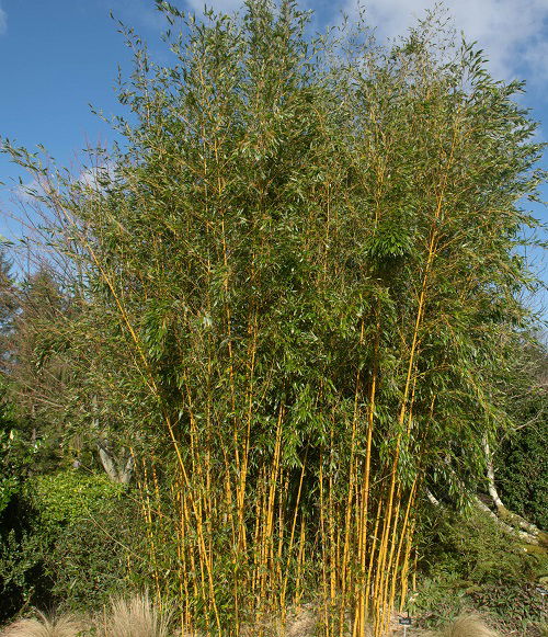 top best Bamboos to Grow in Containers and Gardens