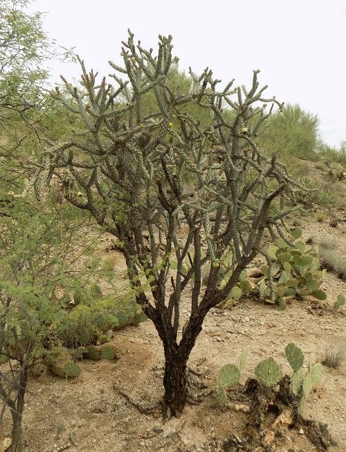 Branched Pencil Cholla