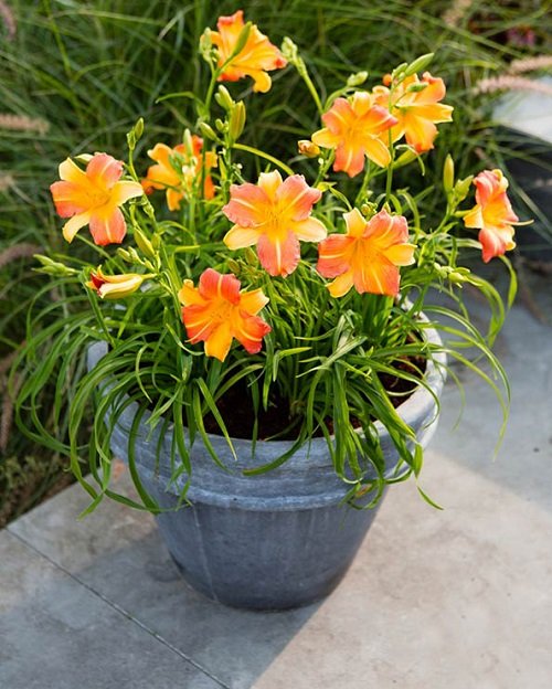 Plants that are Called Lilies 13