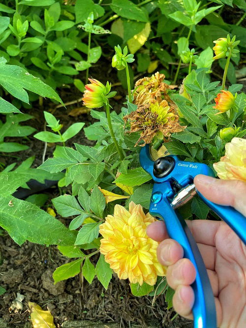 7 Tricks to Make Zinnias Bushier and Flowerful | Balcony Garden Web