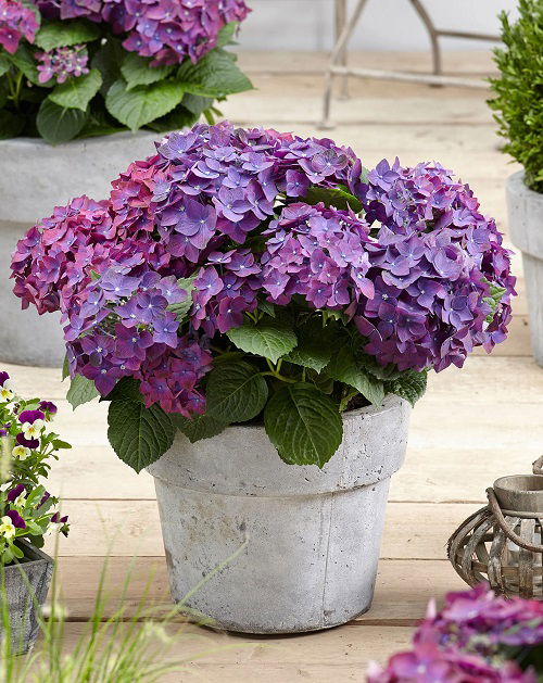 Best Types of Purple Hydrangea Varieties in pot