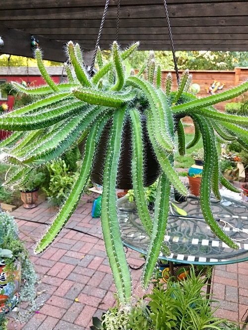 Amazing Cactus with Arms 1