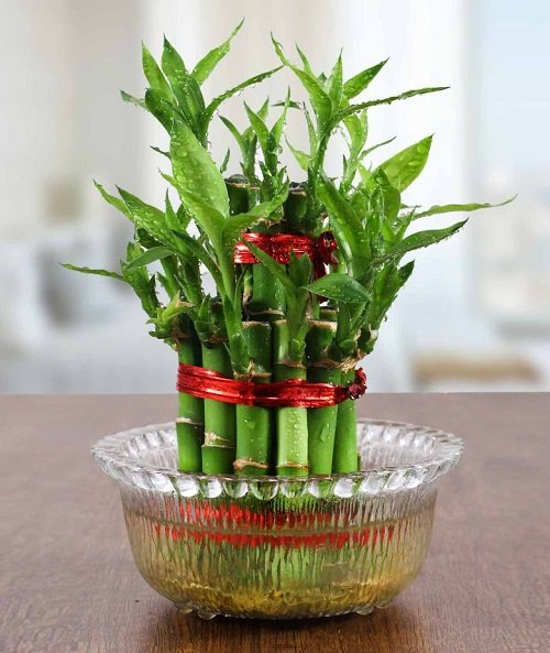 Plants to Grow in Glass Bowls of Water 1