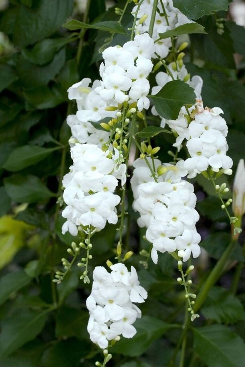 Types of White Flowers 51