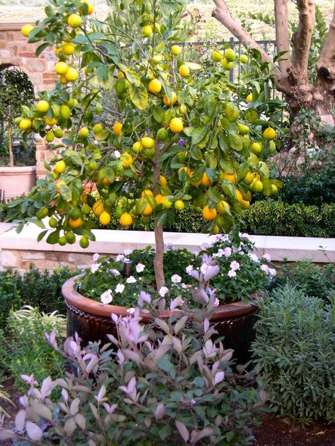Fruit Trees to Grow in Cold Climates 11
