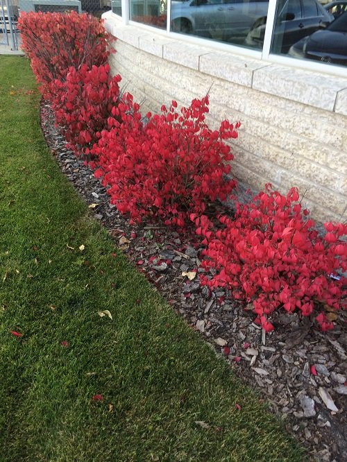 top best The Most Vibrant Hedge Plants
