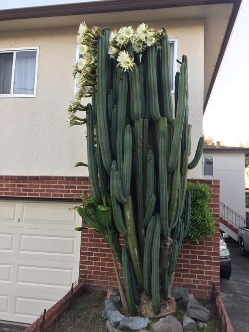 Cactus with Arms 15