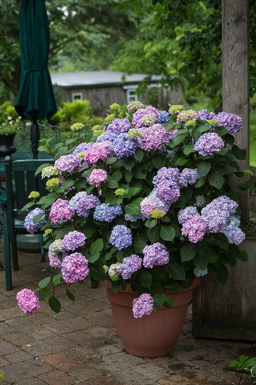 Purple Hydrangea Varieties 3