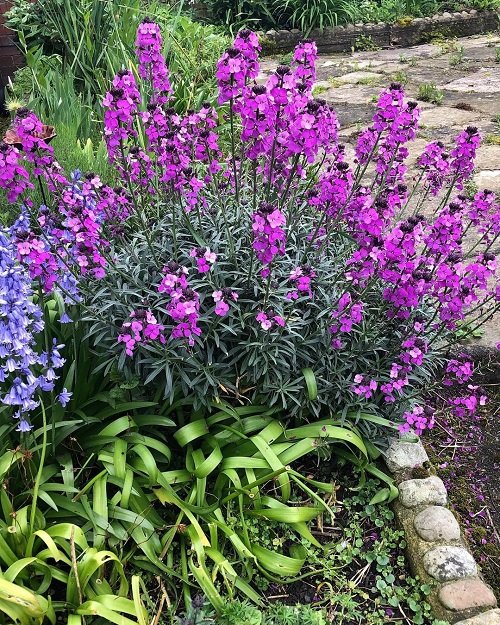 Fragrant Purple Flowers 11