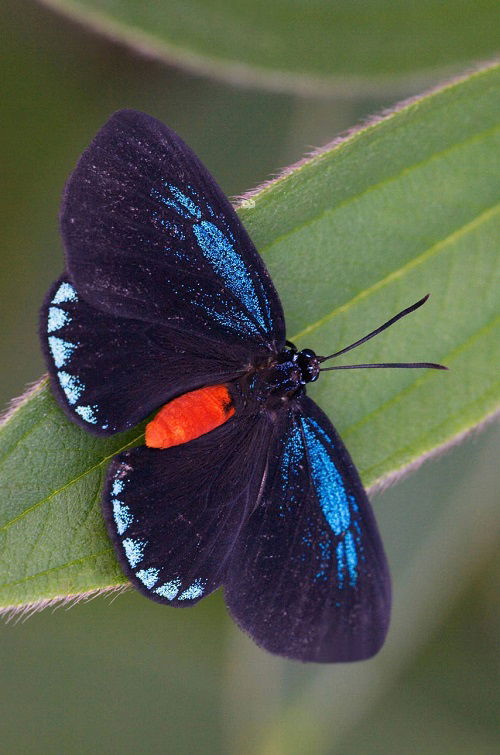 Black and Blue Butterflies in leaf