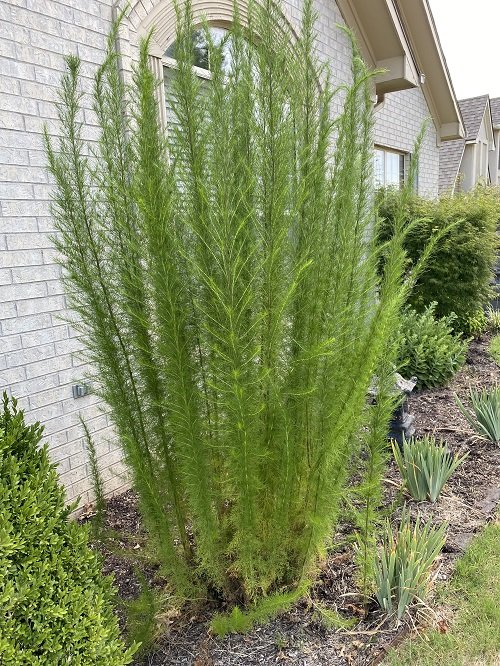 Plants That Look Like Dill 5