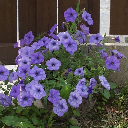 Fragrant Purple Flowers 15