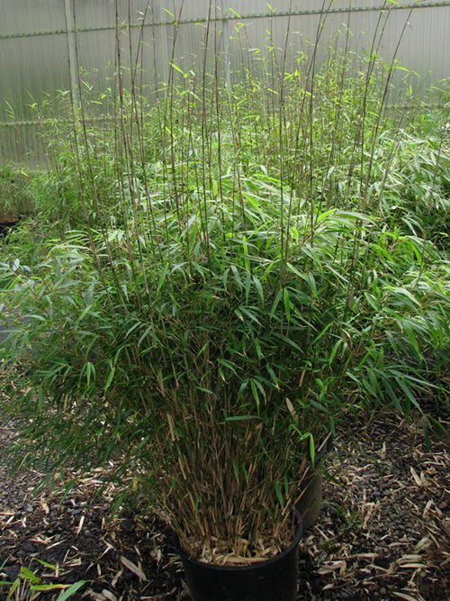 Bamboos to Grow in Containers and Gardens