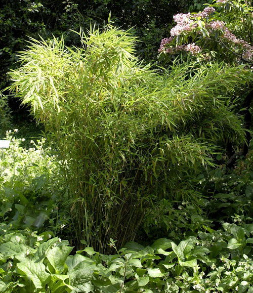 best Bamboos to Grow in Containers and Gardens