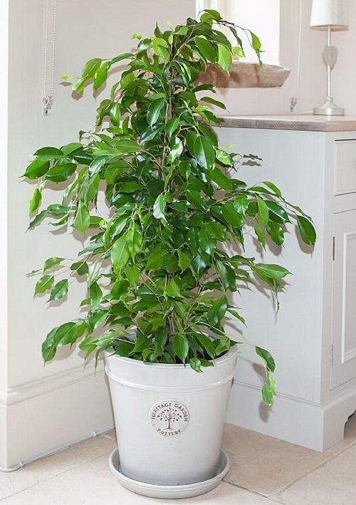 Best Ficus Benjamina Varieties 11