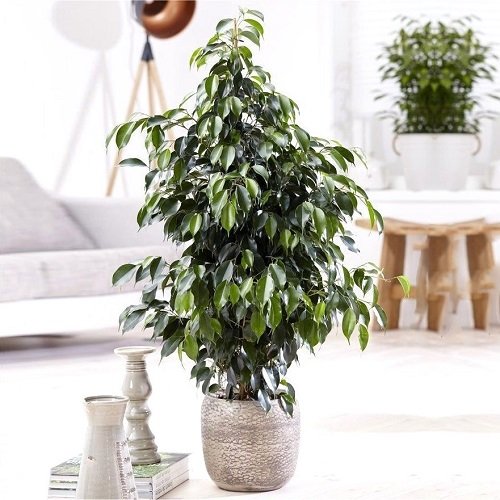 Best Ficus Benjamina Varieties 24