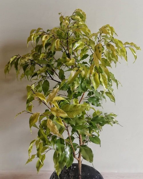 Best Ficus Benjamina Varieties 32