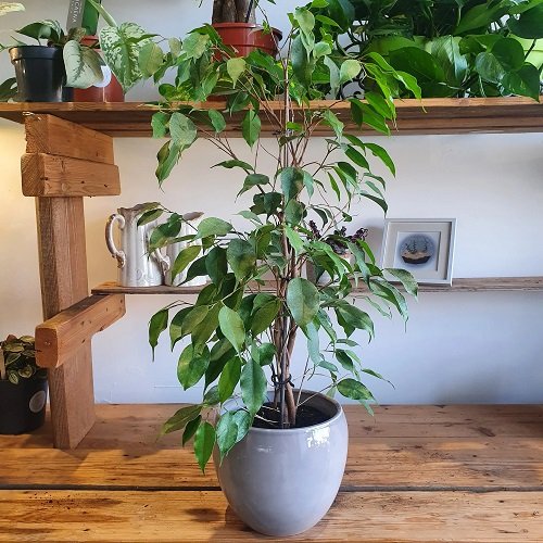 Best Ficus Benjamina Varieties 21