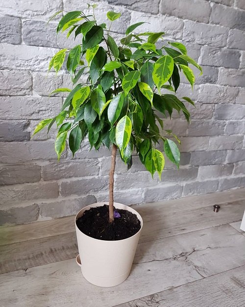 Best Ficus Benjamina Varieties 19