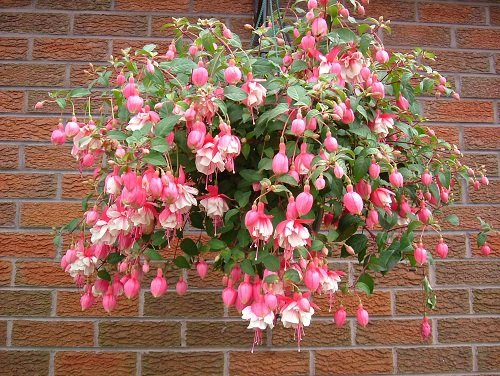 Best Trailing Perennials for Hanging Baskets and Plant Arrangements 1
