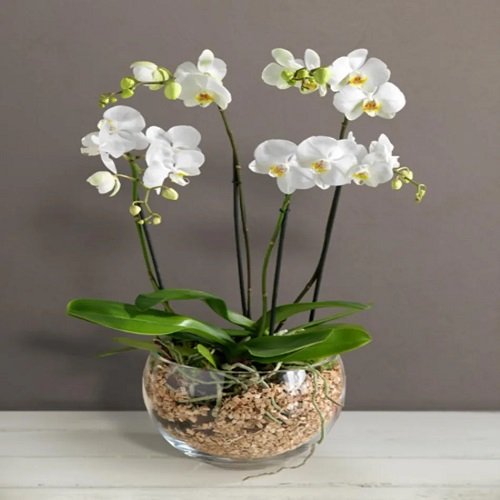 DIY Orchid Pot Ideas 13