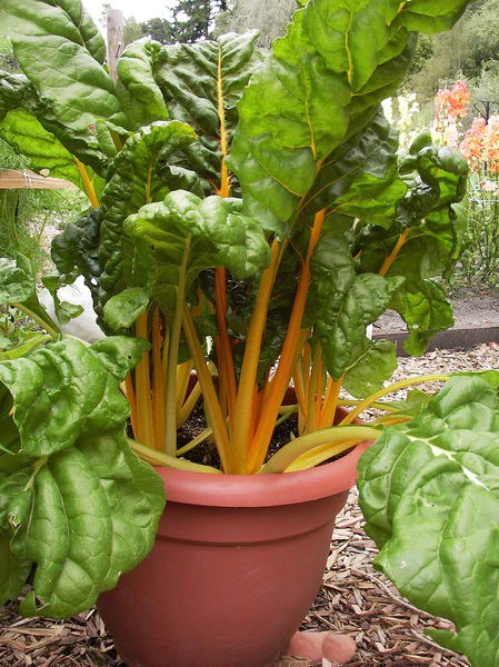 Vegetables for a Patio Garden