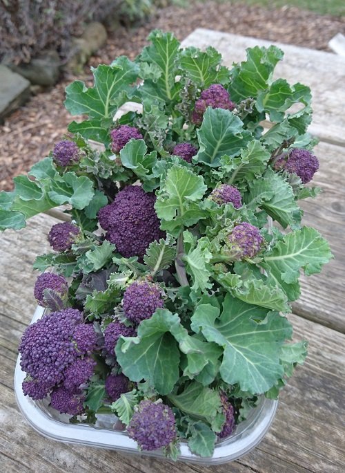 Purple Broccoli 2