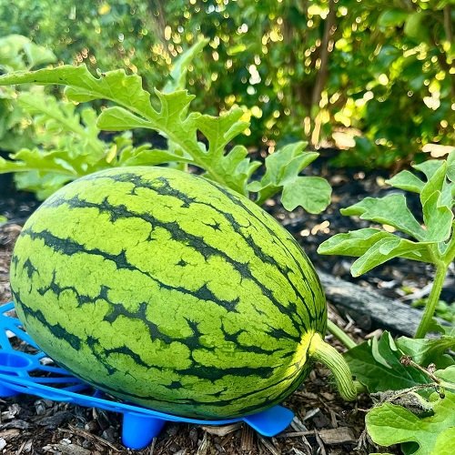 How to Grow Watermelons from Seeds