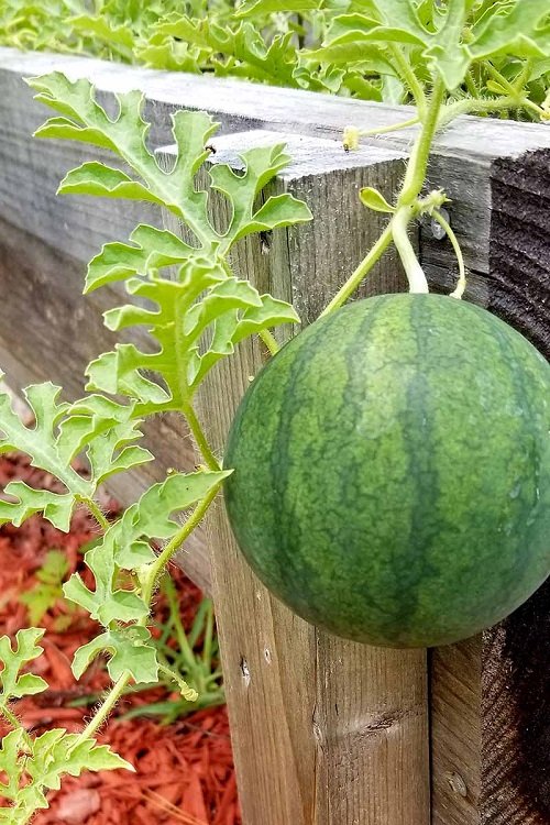 How to Grow Watermelons from Seeds 2