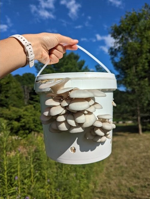 Growing Mushrooms in Buckets 1