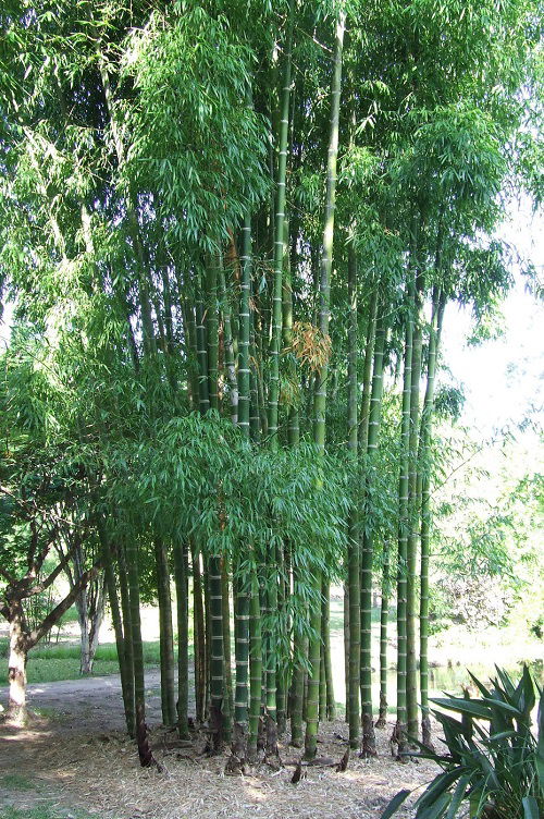 top best Bamboo Plants to Grow in Gardens 