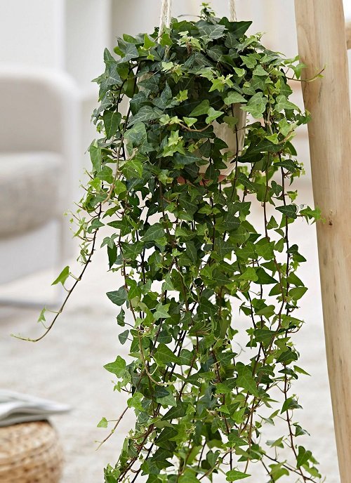 Best Trailing Perennials for Hanging Baskets and Plant Arrangements 3