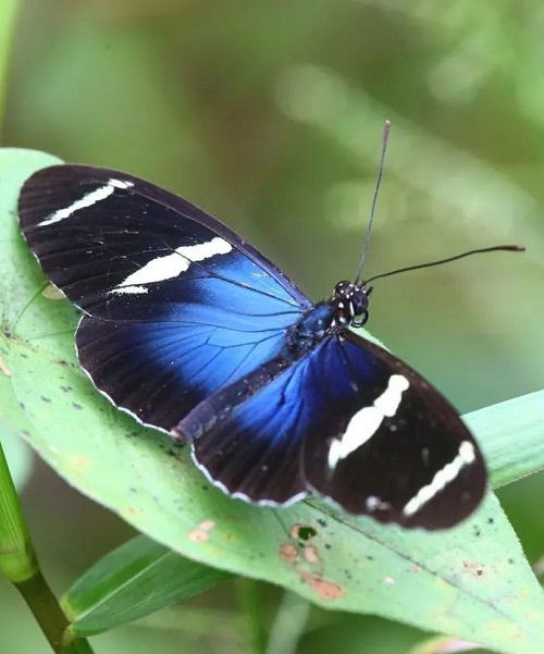 lovely Stunning Blue and Black Butterflies on a branch