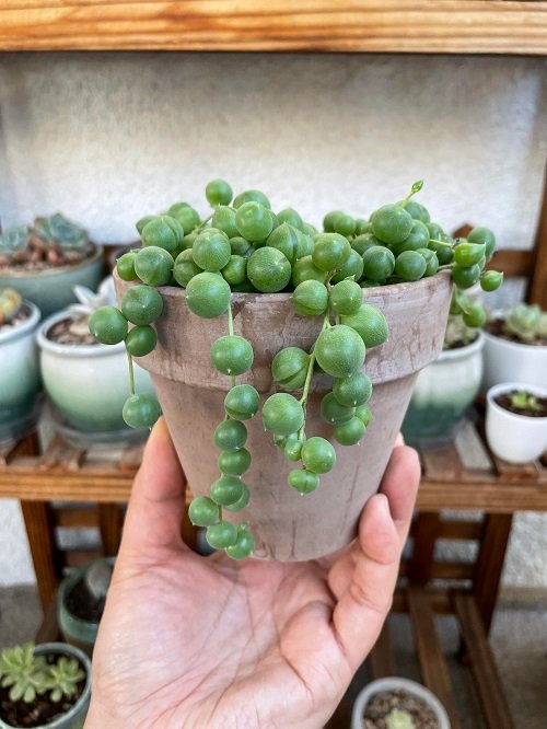 How to Grow String of Pearls From Cuttings 4