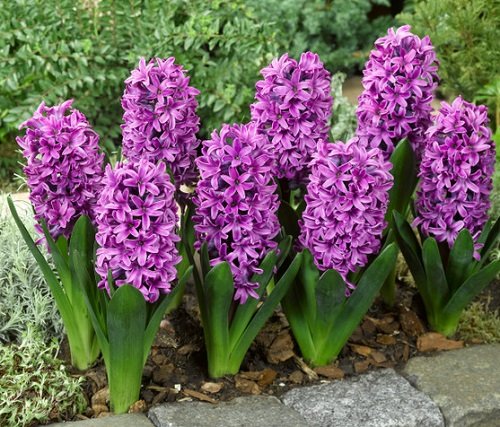 Fragrant Purple Flowers 7