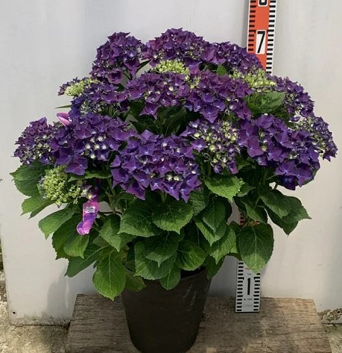 Purple Hydrangea 2