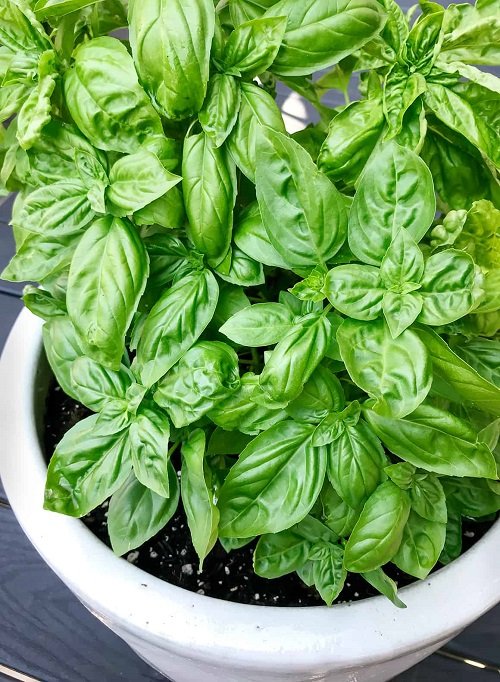 Herbs you should never buy 1