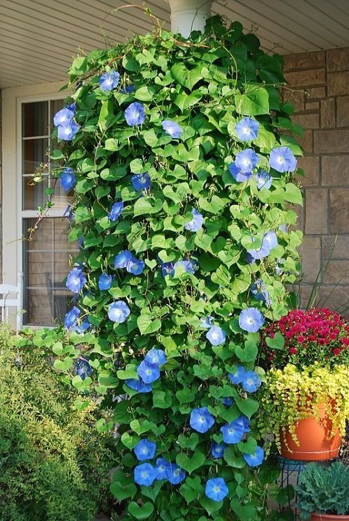 Best Trailing Perennials for Hanging Baskets and Plant Arrangements 14
