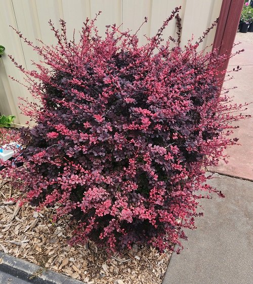 Best Colorful Hedge Plants 1