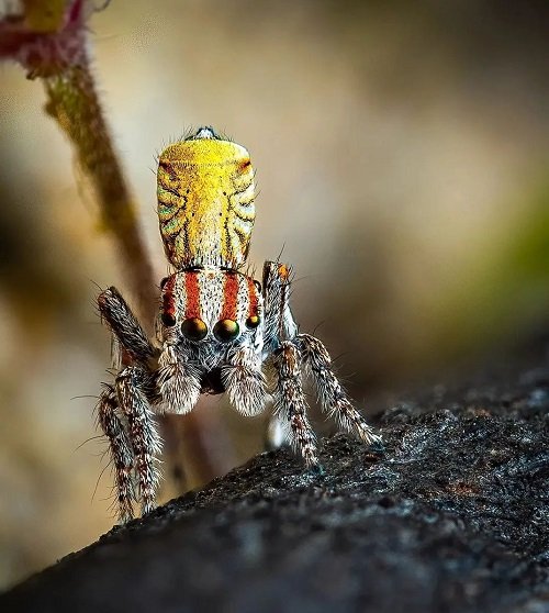 Lifecycle of Jumping Spiders