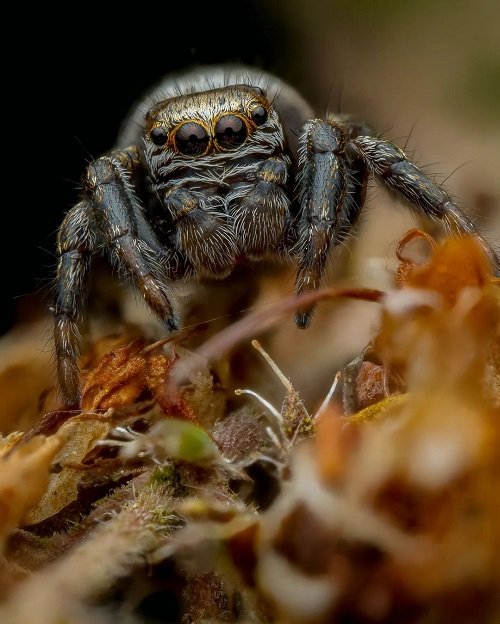 Lifespan of Jumping Spider 2