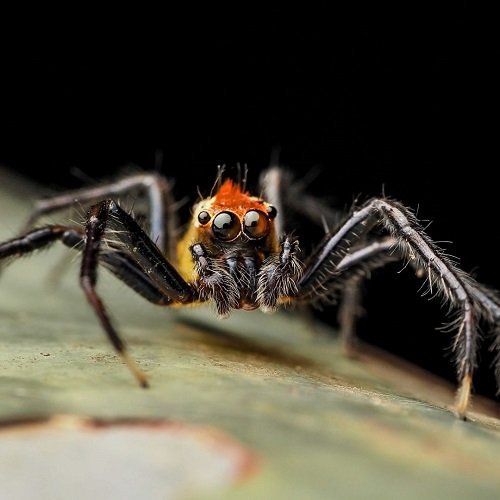 Lifespan of Jumping Spider 3