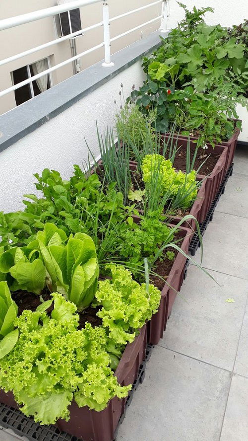Most Productive Vegetables for a Balcony and Patio Garden