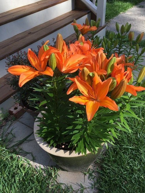 best lilies for pots and containers 23