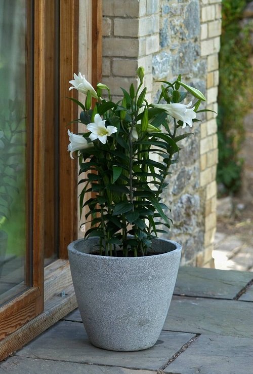best lilies for pots and containers 7