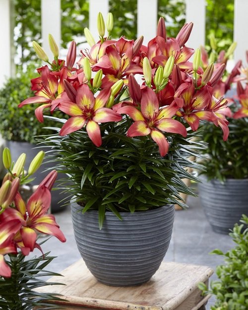 26 Best Lilies for Pots and Containers 2