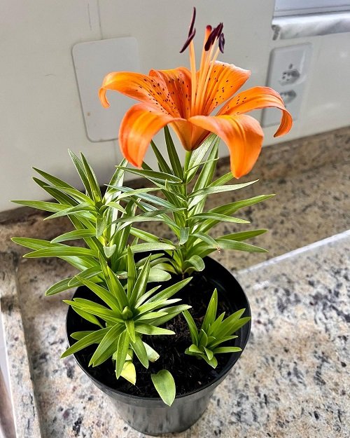 Plants that are Called Lilies 5